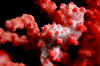 Pygmy Seahorse (5).jpg (117747 bytes)