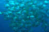 Schooling batfish.jpg (114367 bytes)