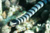 Sea Snake.JPG (103339 bytes)