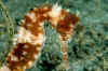 Seahorse (Brown - sharpened).jpg (167450 bytes)